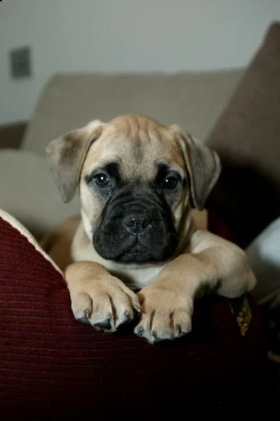 disponibili cuccioli di bullmastiff | Foto 0