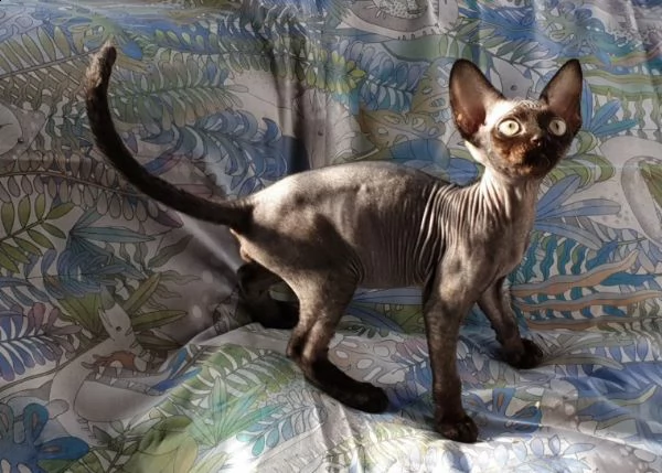 regalo bellissimi gattini di sphynx 