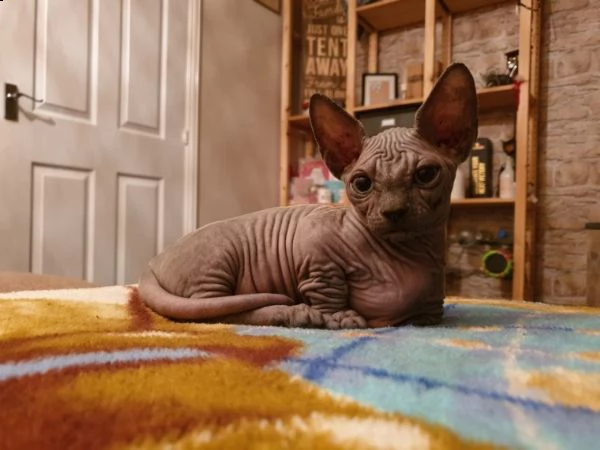 regalo cuccioli sphynx gattini