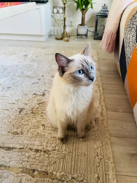 regalo cuccioli ragdoll gattini