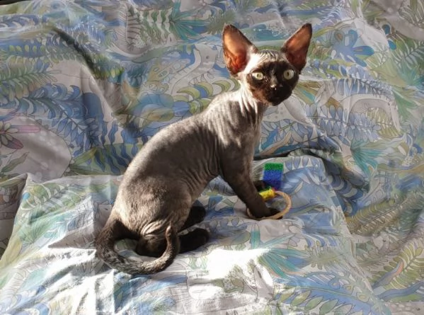 regalo bellissimi gattini di sphynx 