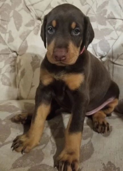 regalo adorabili cuccioli  dobermann