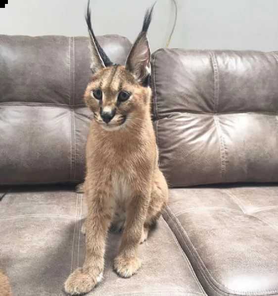 disponibili gattini savannah, serval e caracal | Foto 0