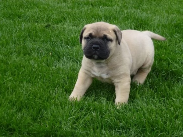 email : arwenbrades10[at]gmail[.com] adorali cuccioli di  bull mastiff  femminucce e maschietti disponibi