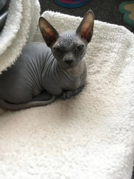 regalo bellissimi gattini di sphynx 