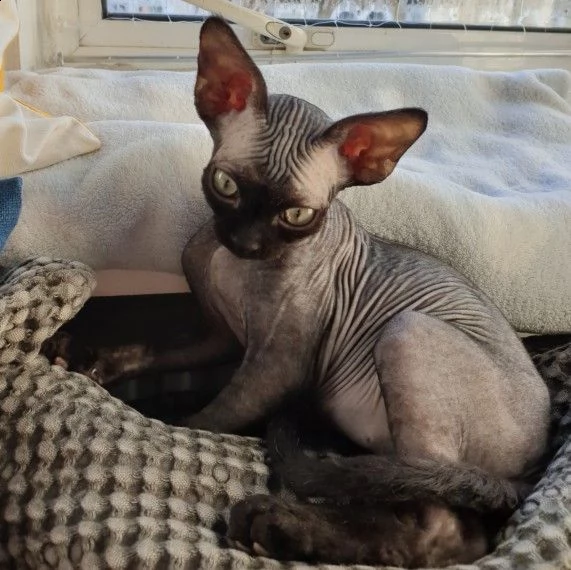 regalo cuccioli sphynx gattini