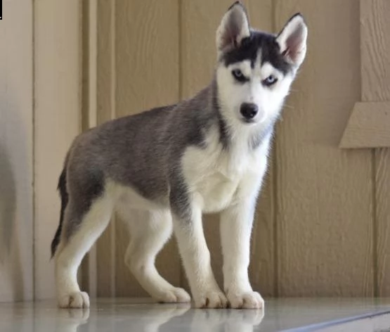  regalo siberian husky con pedigree 