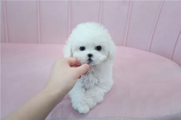 cuccioli mini bichon frise