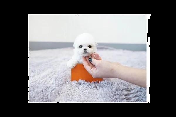 cuccioli mini bichon frise | Foto 0