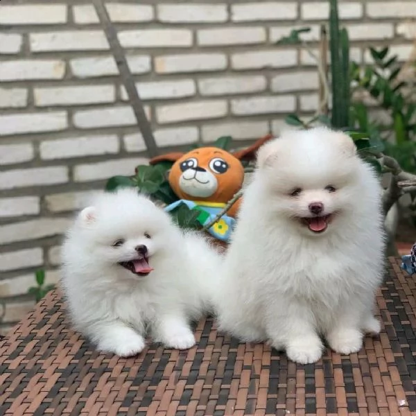 cucciolo di spitz nano di pomerania