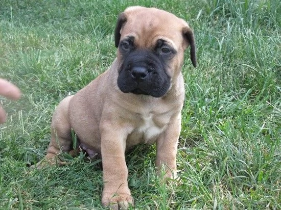 disponibili cuccioli bull mastiff 3 mesi completi di vaccinazioni, sverminati, certificato ottima sa