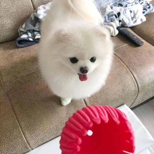 volpino di pomerania cucciolo