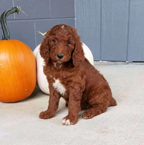 cuccioli di barboncino toy 