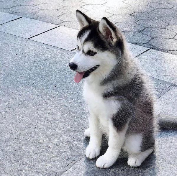 regalo cuccioli di razza siberiano husky consegna con il libretto sanitario,  il michrochip, vaccina