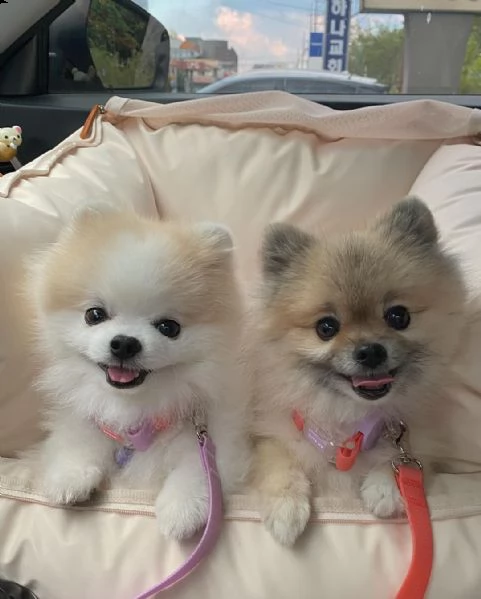 molto urgente !!! regalo pomeranian cuccioli belli e simpatici. maschio e femmina pronti per una cas