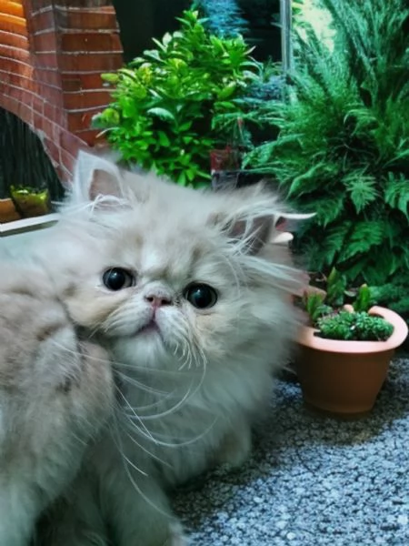 Bellissimi Cuccioli Persiani Colore Crema  | Foto 2