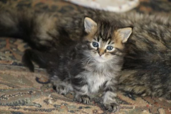 regalo maine coon gattini disponibile per l'adozione