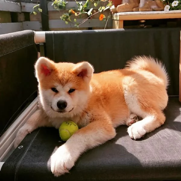 regalo cuccioli di razza shiba inu consegna con il libretto sanitario,  il michrochip, vaccinati e s