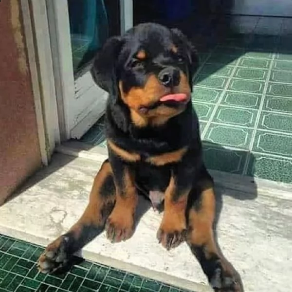 regalo cuccioli rottweiler bellissimi cuccioli di rottweiler di prima scelta in pronta consegna micr