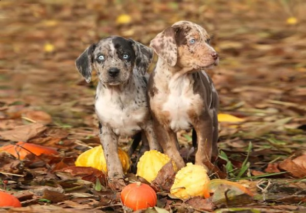 cuccioli di catahoula leopard  siamo urgentemente alla ricerca di una nuova casa per i nostri cuccio