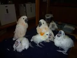 r!e!g!a!l!o! cacatua di pappagalli i ucelli di pappagalli sono disponibili per l'adozione, con tutte