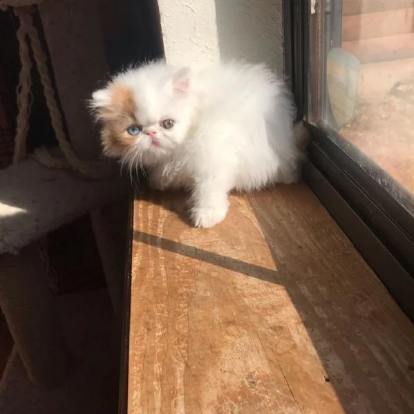 cuccioli di  persiani siamo urgentemente alla ricerca di una nuova casa per i nostri cuccioli di   p | Foto 0