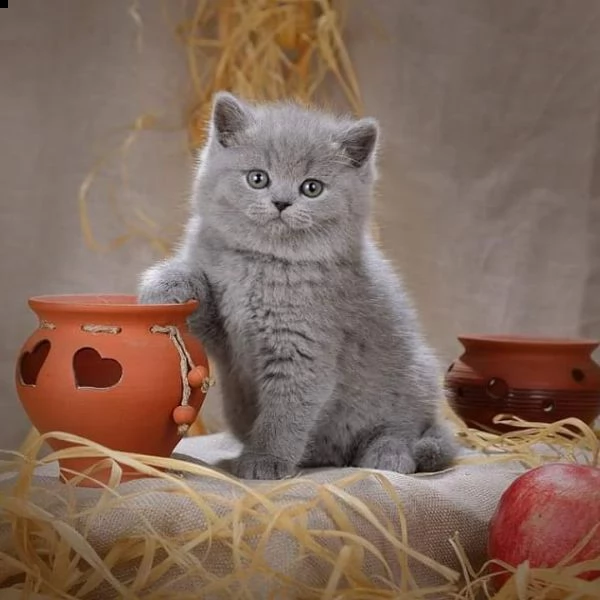  cuccioli di  british shorthair siamo urgentemente alla ricerca di una nuova casa per i nostri cucci