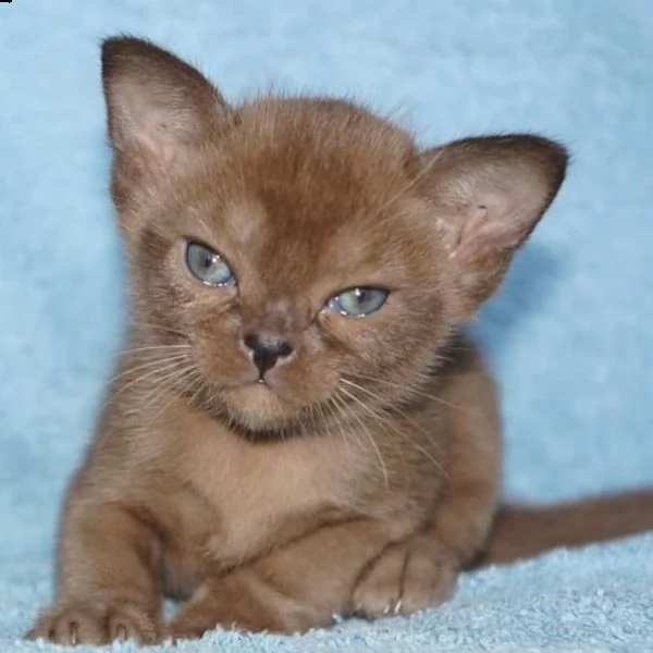 offro in regalo birmana / birmano (burmese). gattini con pedigree . cuccioli di  birmana / birmano (