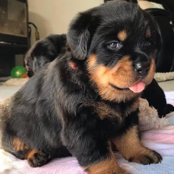 regalo cuccioli rottweiler bellissimi cuccioli di rottweiler di prima scelta in pronta consegna micr