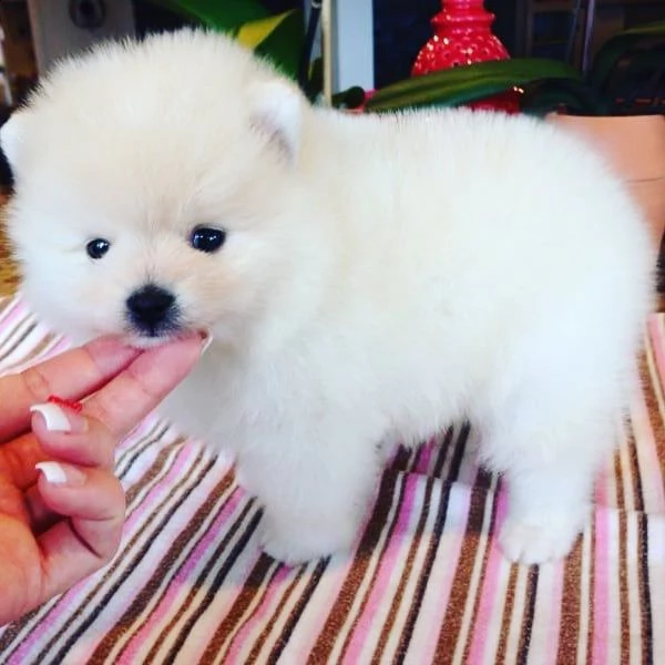 cuccioli di spitz di pomerania