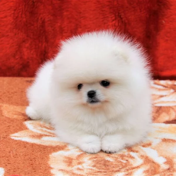 volpini di pomerania toy