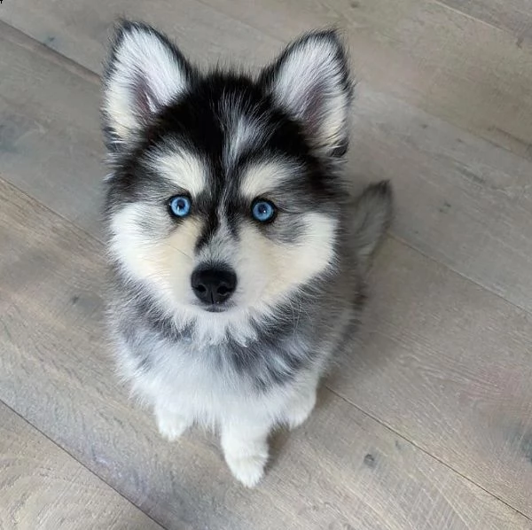 regalo cuccioli di razza siberiano husky consegna con il libretto sanitario,  il michrochip, vaccina