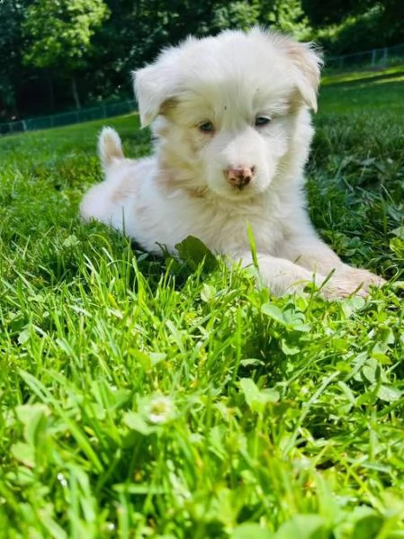  cuccioli di border collie femminucce e maschietti disponibili per l'adozione gratuita 