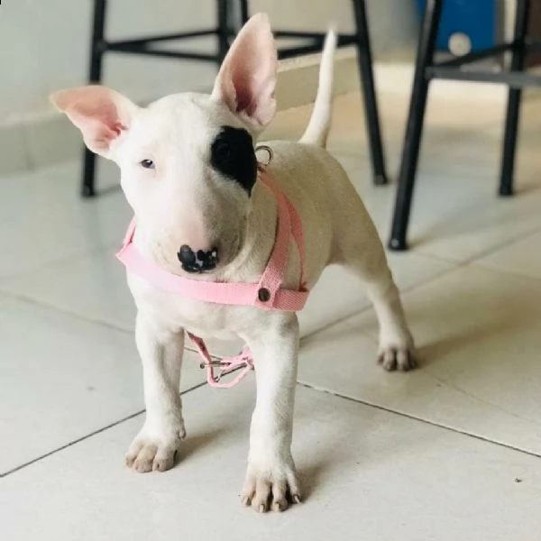 regalo cuccioli di razza bull terrier consegna con il libretto sanitario,  il michrochip, vaccinati 