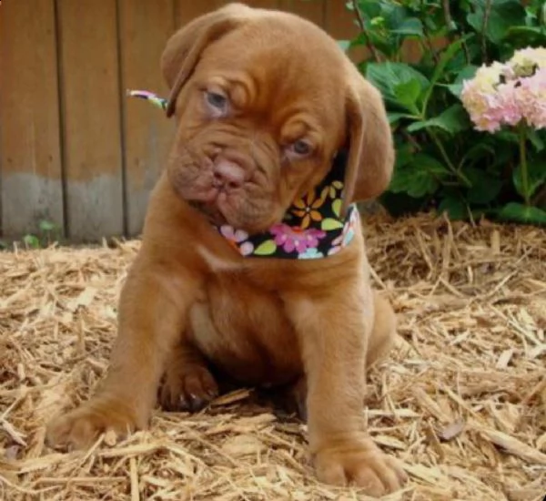  regalo bellissimi maschi e femmine dogue de bordeaux cuccioli