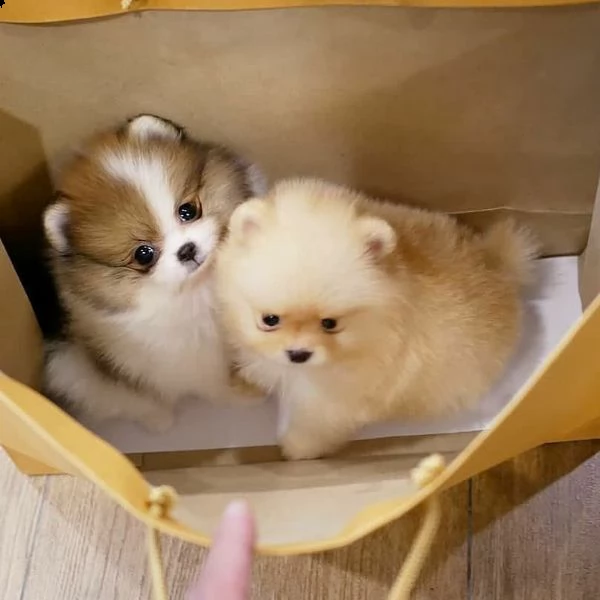 volpino di pomerania cucciolo di 9 mesi,microchippato vaccinato, bellissimo esemplare,altezza al gar