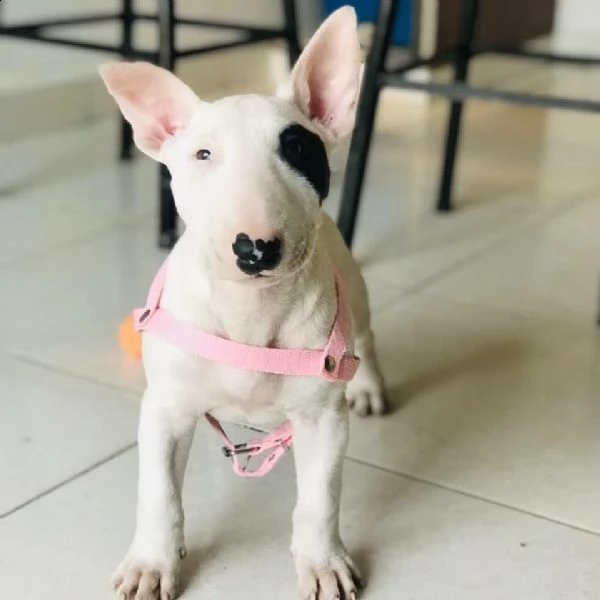 regalo cuccioli di razza bull terrier consegna con il libretto sanitario,  il michrochip, vaccinati 