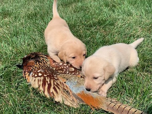 regalo golden retriver cuccioli