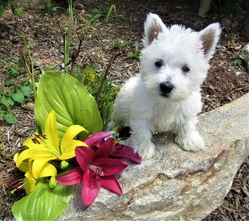 regalo adorabili cuccioli  west highland terrier bianco femminucce e maschietti disponibili