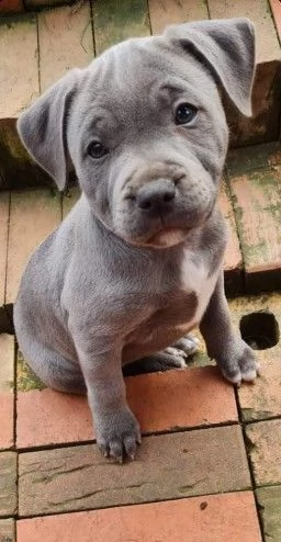 dispone di cuccioli di american amstaff blue. | Foto 2