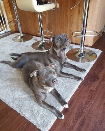 dispone di cuccioli di american amstaff blue. | Foto 1