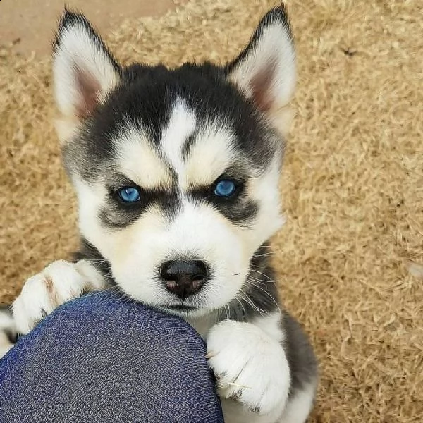 regalo cuccioli di razza siberiano husky consegna con il libretto sanitario,  il michrochip, vaccina