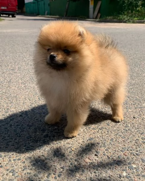 l'adorabile cucciolo volpino pomerania ha solo 7 settimane, vaccinato e sverminato disponibile per u