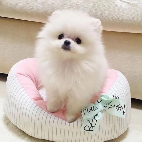 cucciolo spitz nano pomerania