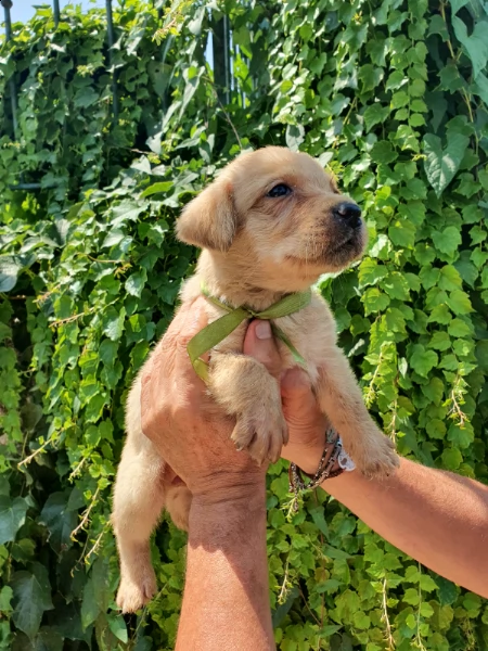  cuccioli miele di labrador retriever con pedigree 