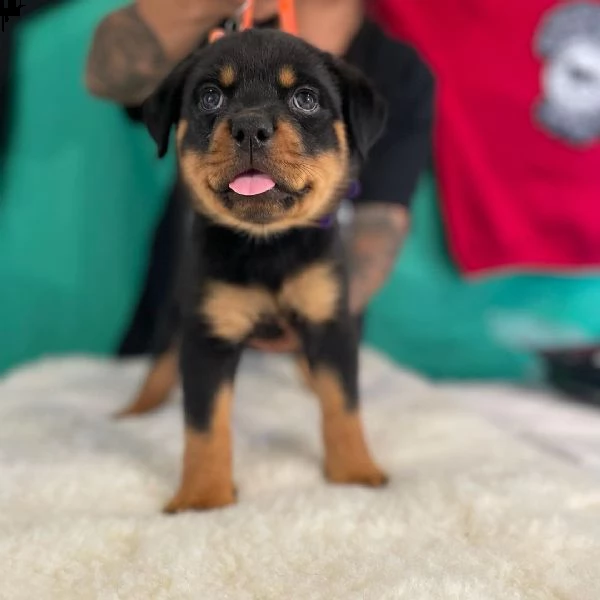 regalo cuccioli rottweiler bellissimi cuccioli di rottweiler di prima scelta in pronta consegna micr