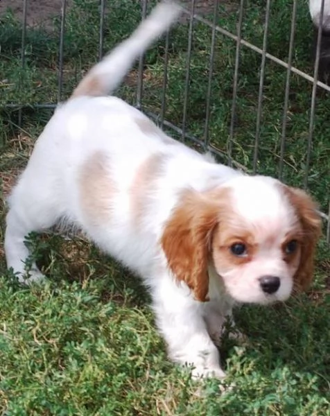  regalo  cuccioli di cavalier king charles spaniel  disponibili per l'adozione babarajean4[at]gmail[.com]