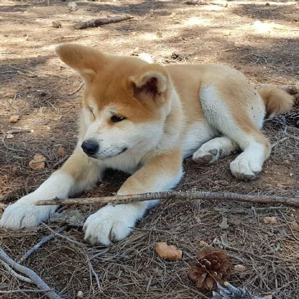 regalo cuccioli di razza shiba inu  consegna con il libretto sanitario,  il michrochip, vaccinati e 