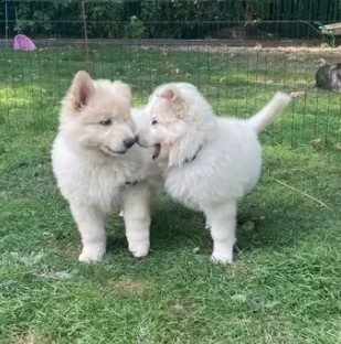 3 cuccioli di pastore tedesco bianca