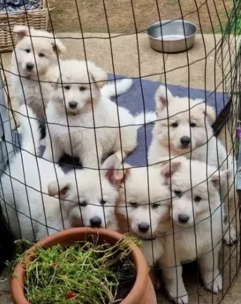 3 cuccioli di pastore tedesco bianca | Foto 0